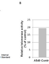 Telomerase Repeated Amplification Protocol (TRAP)