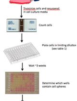 结肠直肠癌的体外和体内限制稀释测定法