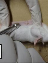 Skin Wound Healing Model - Excisional Wounding and Assessment of Lesion Area