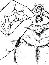 Permanent Occlusion of the Left Anterior Coronary Artery in the Rat