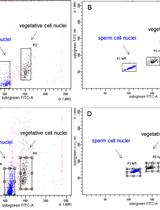 Sample Preparation and Fractionation of Arabidopsis thaliana Sperm and Vegetative Cell Nuclei by FACS