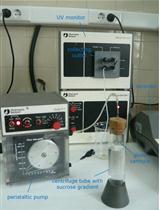 莱茵衣藻中二磷酸核酮糖羧化酶的纯化