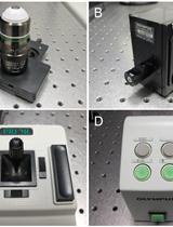 Analysis of Developing Pollen Grains within Intact Arabidopsis thaliana Anthers by Olympus Two-Photon Laser Scanning Microscopy 