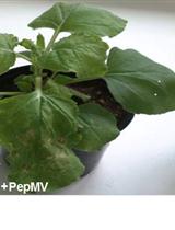 采用槲皮素研究本氏烟草植株中Hsp70沉默对植株病毒感染的影响