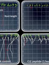 In vitro CLE Peptide Bioactivity Assay on Plant Roots