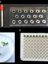 Luminol-based Assay for Detection of Immunity Elicitor-induced Hydrogen Peroxide Production in Arabidopsis thaliana Leaves