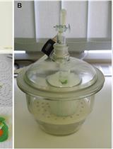 Extraction of Apoplastic Wash Fluids and Leaf Petiole Exudates from Leaves of Arabidopsis thaliana