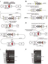 Transformation of the Cyanobacterium Leptolyngbya boryana by Electroporation