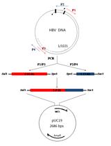 Characterization of HBV Isolates from Patient Serum Samples and Cloning