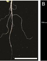 GC-MS-Based Analysis of Chloroform Extracted Suberin-Associated Root Waxes from Arabidopsis and Other Plant Species