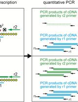 Measurement of 2-methylthio Modifications in Mitochondrial Transfer RNAs  by Reverse-transcription Quantitative PCR
