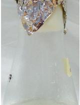 Super-resolution Imaging of Live BY2 Cells Using 3D-structured Illumination Microscopy