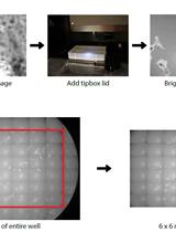 PhagoKinetic Track Assay: Imaging and Analysis of Single Cell Migration