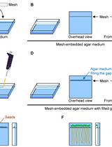 Measurement of Uptake and Root-to-Shoot Distribution of Sulfate in Arabidopsis Seedlings