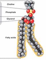 A Technique for the Measurement of in vitro Phospholipid Synthesis via Radioactive Labeling