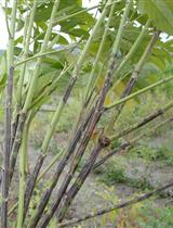 A Reliable Method for Phytophthora cajani Isolation, Sporangia, Zoospore Production and in Planta Infection of Pigeonpea