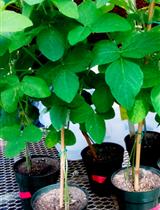 Soybean Cyst Nematode, Heterodera glycines, Infection Assay Using Soybean Roots