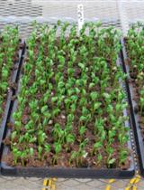 发根农杆菌转化大豆根部形成复合植物