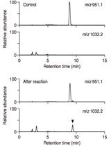 LC/MS-based Detection of Hydroxyproline O-galactosyltransferase Activity
