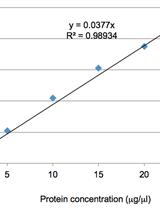 Analysis of Starch Synthase Activities in Wheat Grains using Native-PAGE