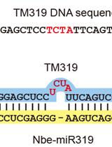 Virus-based MicroRNA Silencing