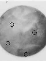 构建RNA结合蛋白cDNA表达文库以筛选与RNA结合的蛋白