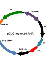 Infection of Human Hepatocyte-chimeric Mice with HBV and in vivo Treatment with εRNA