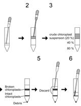 Measurement of PI4P Levels in Intact Chloroplasts Isolated from Arabidopsis thaliana