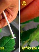 黄单胞菌感染番茄叶片后乙烯产生的定量测定