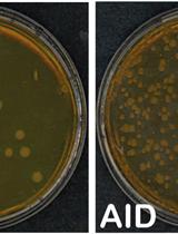 Cell-based Assays to Monitor AID Activity