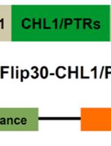 Design and Functional Analysis of Fluorescent Nitrate and Peptide Transporter Activity Sensors in Yeast Cultures