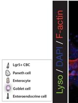 Immunofluorescent Staining of Mouse Intestinal Stem Cells
