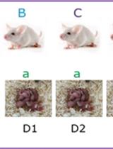 Repeated Cross-fostering Protocol as a Mouse Model of Early Environmental Instability