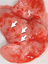 从小鼠肺部分离巴西日圆线虫幼虫