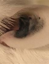 Dye Labeling of Live Nippostrongylus brasiliensis Larvae for Visualization in Host Tissue