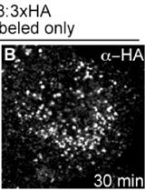 VAMP8-3xHA Uptake Assay in HeLa Cells