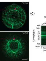Actin Retrograde Flow in Permeabilized Cells: Myosin-II Driven Centripetal Movement of Transverse Arcs