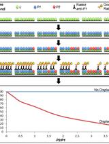 Displacement-based ELISA: Quantifying Competition between Two Binding Partners for Interaction with a His-tagged Ligand Immobilized on a Ni<sup>2+</sup>-NTA Plate