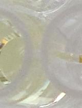 空肠弯曲杆菌γ-谷氨酰胺转肽酶活性鉴定