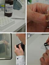 Immunogold Labeling Analysis of Cell Wall Polysaccharides with Special Reference to (1;3,1;4)-β-D-glucan in Rice Cell Walls