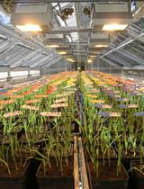 Experimental Design to Determine Drought Stress Response and Early Leaf Senescence in Barley (Hordeum vulgare L.)