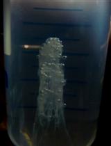 从分枝杆菌物种中分离基因组DNA