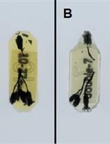 通过花芽半薄切片、光学和荧光显微镜研究拟南芥中的花粉粒发育