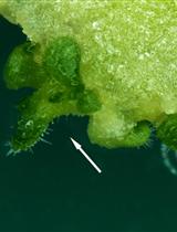 Shoot Regenerative Capacity Assays in Arabidopsis and Tobacco