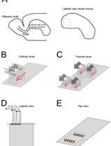 Dissection and Staining of Mouse Brain Ventricular Wall for the Analysis of Ependymal Cell Cilia Organization