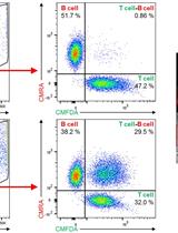 In vitro Assessment of Immunological Synapse Formation by Flow Cytometry