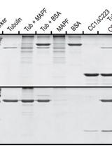 In vitro Microtubule Binding Assay and Dissociation Constant Estimation