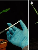 Ustilago maydis Virulence Assays in Maize