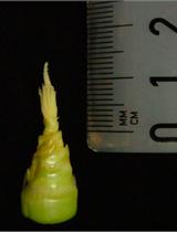 在玉蜀黎黑粉菌感染玉米中进行基于EdU的DNA合成和细胞增殖实验