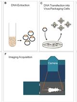 <em>In vivo</em> Bioluminescence Imaging of Luciferase-labeled Cancer Cells